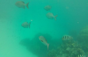 Обитатели Кораллового моря. Снимок на Nokia Lumia 800