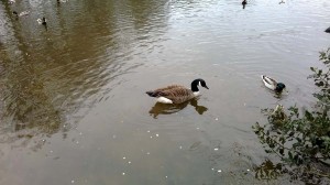 Nokia Lumia 520: фотография, сделанная камерой смартфона (1) Nokia Lumia 520: фотография, сделанная камерой смартфона (1)